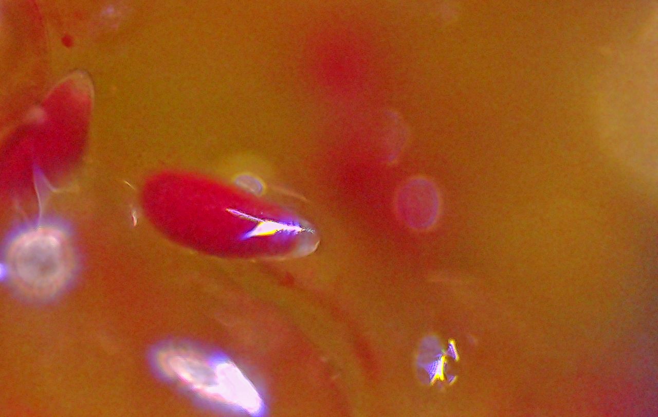 Il velluto venuto dal mare:  l''alga Codium subtomentosum